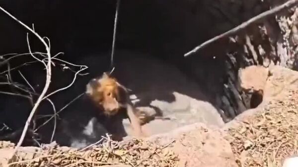 Un lion piégé dans un puits de 9 mètres a été sauvé en Inde - Sputnik Afrique