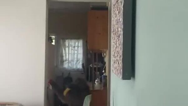 #viral | Not-So-Smooth Criminal: Baboon Breaks In, Steals Bananas but Gets Kicked Out by Brave Housekeeper - Sputnik Africa