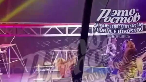Un tigre bondit dans la foule lors d'un spectacle de cirque en Russie - Sputnik Afrique