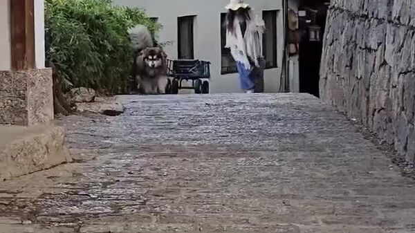 Livraison express version malamute: valise 1 – malamute 0 - Sputnik Afrique