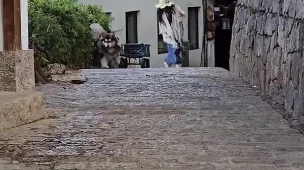 #viral | Express Delivery With Side of Chaos: Hostel Dog Goes Full Fast & Furious - Sputnik Africa