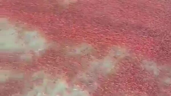 #viral | Mass Die-Off of Shrimp — Oman's Coast Turned Red - Sputnik Africa