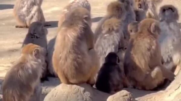 #viral | Little Bro Finally Remembered He's Monkey - Sputnik Africa