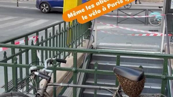 Un essaim de plus de 10 - Sputnik Afrique