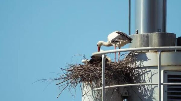 #viral | Storks Refuse to Move, So Workers Extend Power Plant Chimney Just for Them - Sputnik Africa