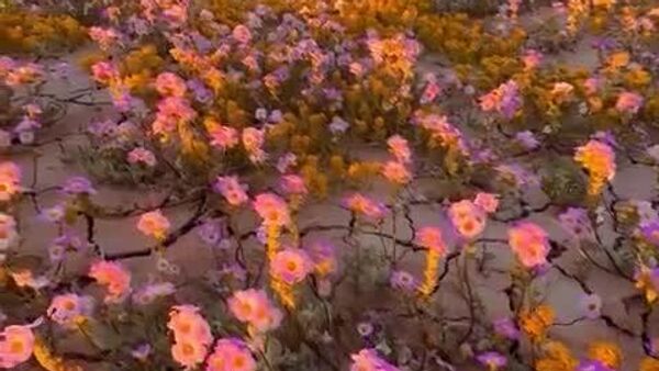 La vallée de la Mort connaît sa superfloraison - Sputnik Afrique