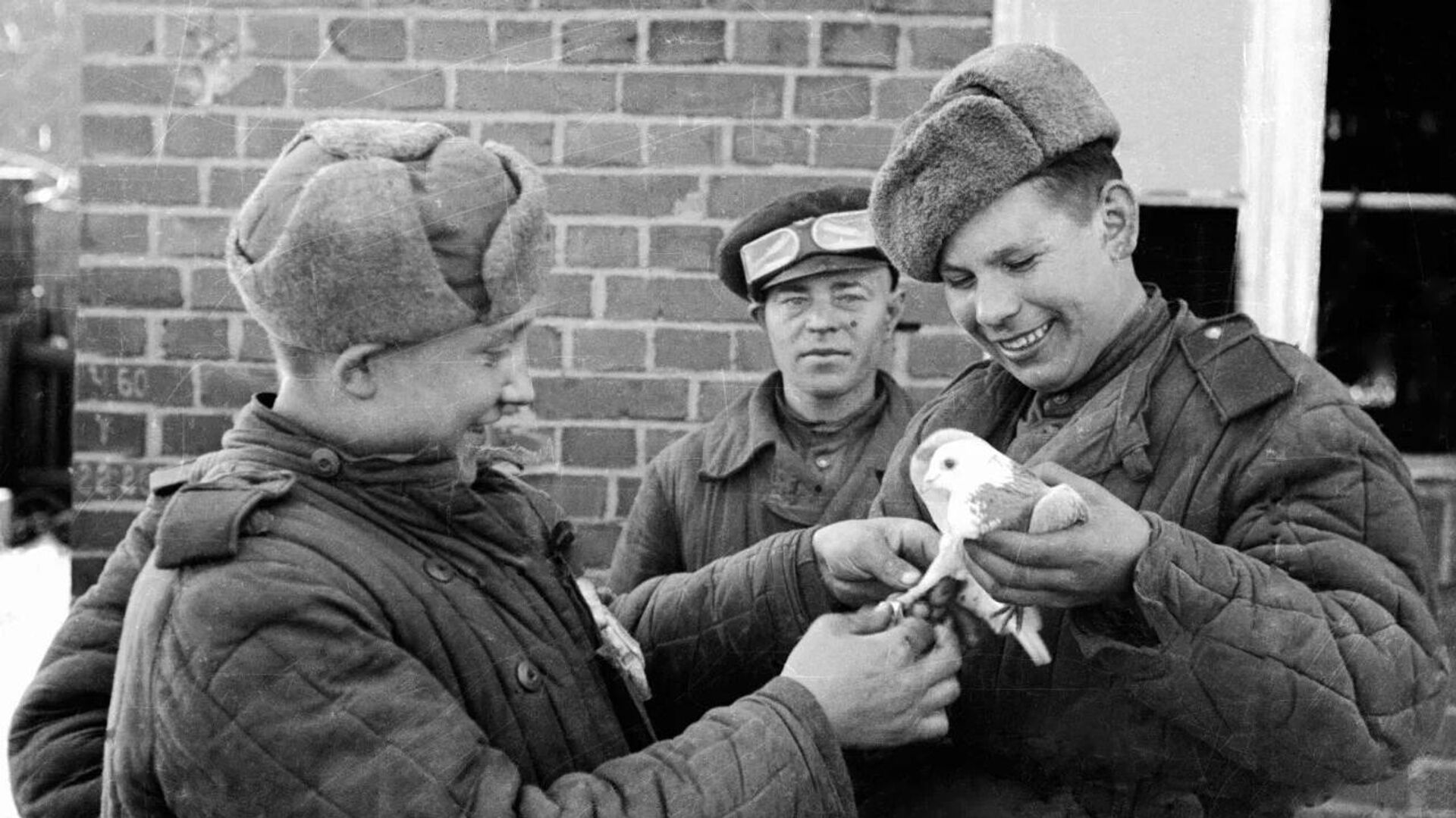 Animaux qui ont aidé l’URSS à gagner la Seconde Guerre mondiale - Sputnik Afrique, 1920, 05.05.2026