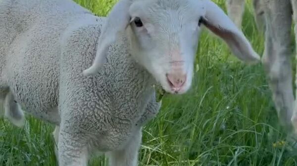 Tondeuses à gazon vivantes: des moutons paissent dans l'Englischer Garten de Munich - Sputnik Afrique
