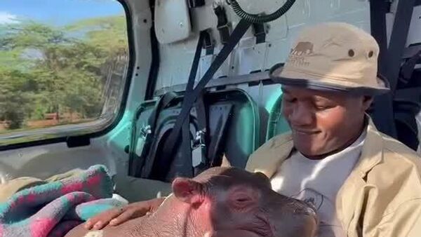 Baby Hippos Need Hugs & Love Too - Sputnik Africa