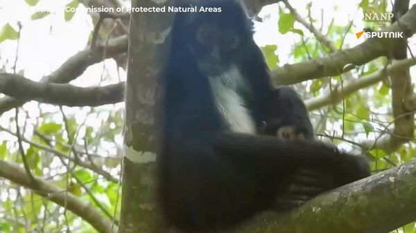 Back From Extinction: Rare Spider Monkey Baby Born in Mexico After 30 Years - Sputnik Africa
