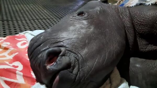 Baby Rhino Sends You Sweetest Good Night - Sputnik Africa