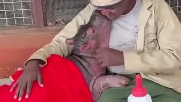 Après le repas, les câlins: le bébé hippopotame Bumpy se blottit contre son soigneur - Sputnik Afrique
