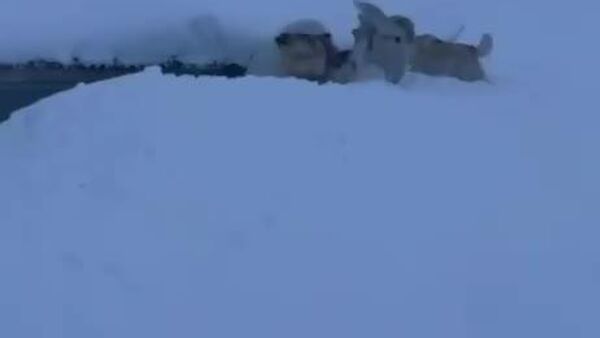 Brave Dogs Save Russian Researchers From Polar Bear - Sputnik Africa