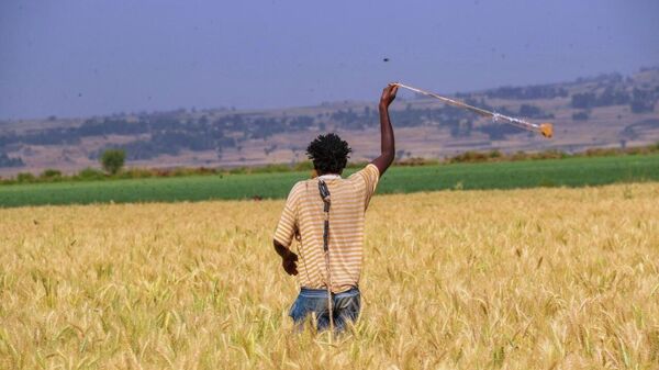 Stop Treating African Farmers as Passive Recipients of Aid, Says Ethiopian University President - Sputnik Africa
