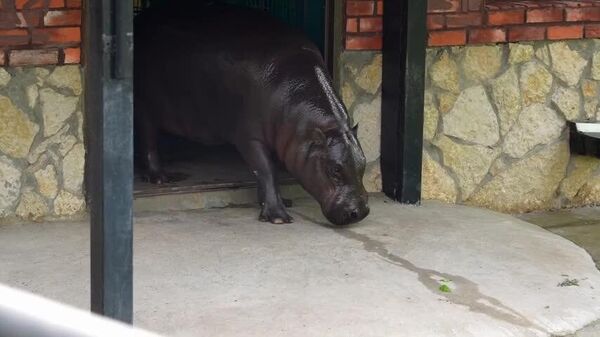 Ksioucha, l’hippopotame naine du zoo de Moscou, qui attend le vrai soleil pour sortir de sa chambre - Sputnik Afrique