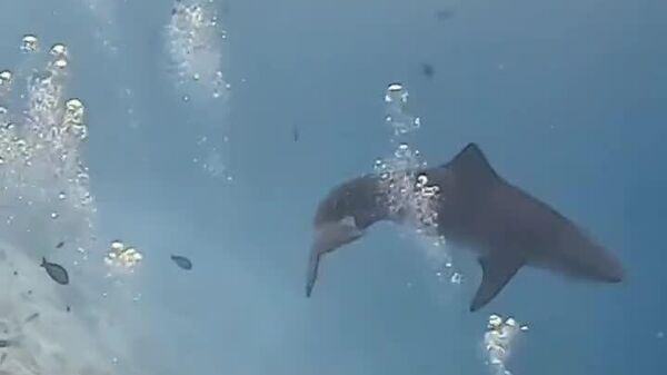 Face to Face With Danger: Divers Thwart Sharks' Attack in Maldives - Sputnik Africa