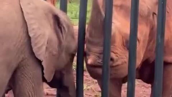 Baby Elephant Greets His Blind Rhino Friend - Sputnik Africa