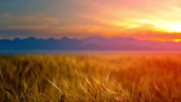 Russian Wheat Exports to Africa Surge as Kenya, Sudan & Egypt See Massive Import Growth: Agroexport - Sputnik Africa