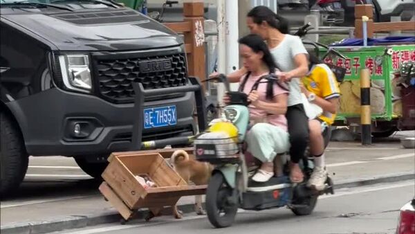 Hard Day at Work: Puppy Slips While Pushing His Cart—But Kind Humans Save the Day - Sputnik Africa