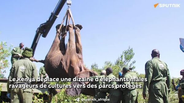 Le Kenya déplace dix éléphants pour préserver les cultures agricoles - Sputnik Afrique