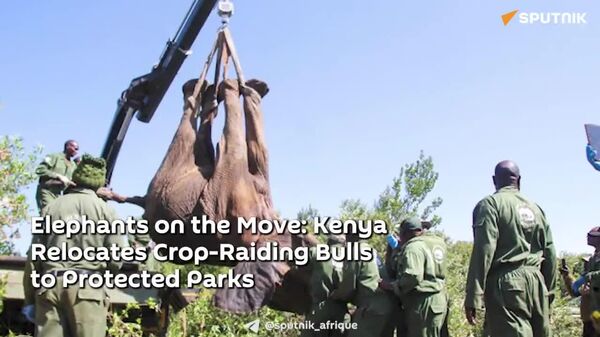 Kenya Relocates 10 Bull Elephants From Conflict-Prone Area to Protect Farms Against Raiding: Wildlife Service - Sputnik Africa