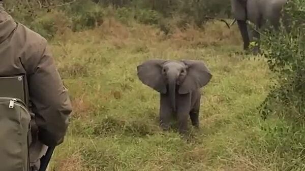 Little Giant, Fierce Spirit: Tourists Meet Cutest 'Threat' on Safari - Sputnik Africa