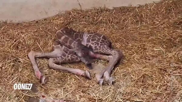 Un petit cœur est né en Autriche, un adorable bébé girafe - Sputnik Afrique