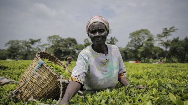 ‘I Want Tanzanians to Experience Real Taste of Tanzanian Tea’: Creator of Roasted Tea - Sputnik Africa