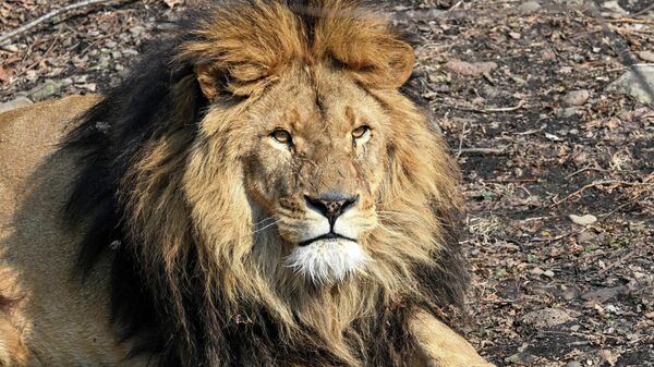 Tanzania's Lion Population Reaches Approximately 17,000, Marking Most Significant Increase Worldwide - Sputnik Africa