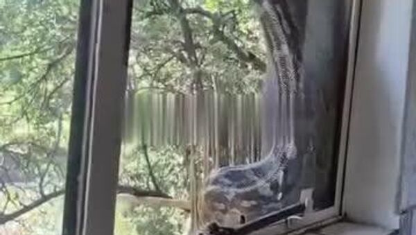 Un python géant s’invite dans une chambre… et la vidéo explose sur les réseaux sociaux - Sputnik Afrique