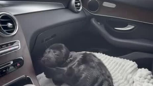 Russian Tourists Hike Rugged Coastline to Rescue Tiny Baby Seal - Sputnik Africa