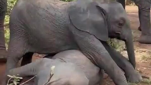 Strong Sibling Energy: Baby Elephant Shows Who's Boss - Sputnik Africa