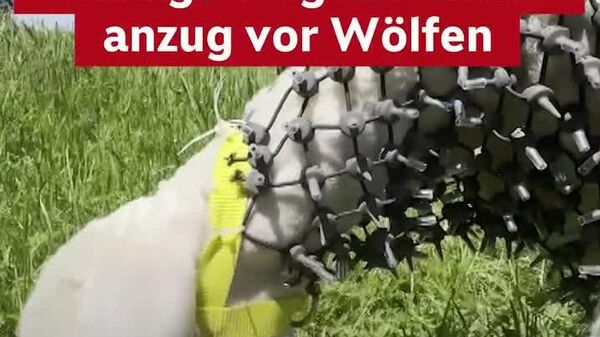 Moutons en armure anti-loup: protection ou torture? - Sputnik Afrique