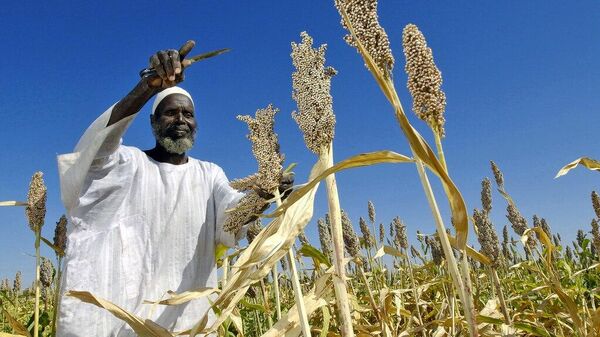 SADC Official Urges Bloc to Build Resilient Food Systems as Global Shocks 'Bite' - Sputnik Africa
