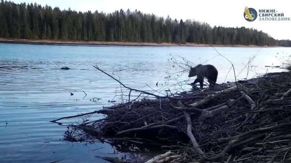 Bear Interrupts Beaver Brawl in Russian Wilderness—Hunter or Mediator? - Sputnik Africa