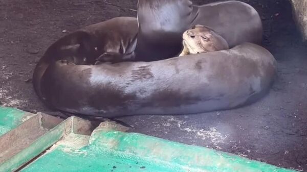Ultimate Cuddle Pile: Moscow Zoo’s Giant Otters Struggle to Get Comfy - Sputnik Africa