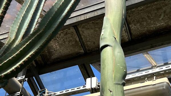 À Saint-Pétersbourg, un agave géant mexicain fait percer le toit de sa serre pour atteindre le soleil - Sputnik Afrique