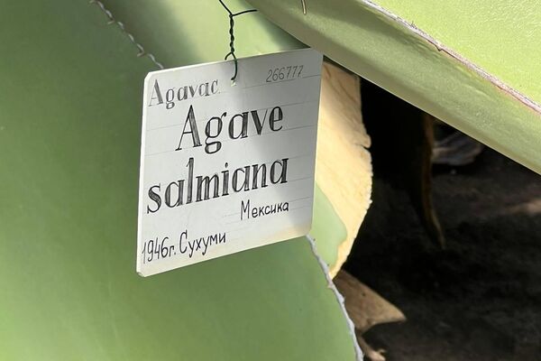 À Saint-Pétersbourg, un agave géant mexicain fait percer le toit de sa serre pour atteindre le soleil - Sputnik Afrique