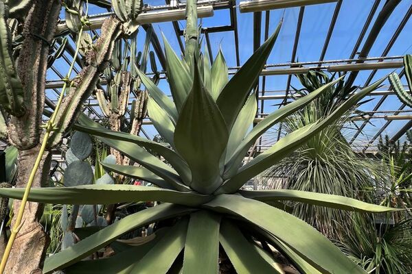 À Saint-Pétersbourg, un agave géant mexicain fait percer le toit de sa serre pour atteindre le soleil - Sputnik Afrique