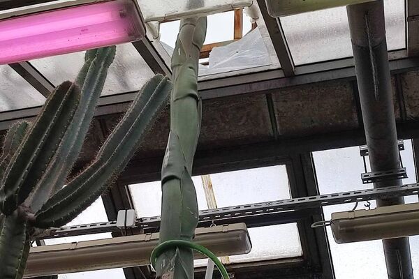 À Saint-Pétersbourg, un agave géant mexicain fait percer le toit de sa serre pour atteindre le soleil - Sputnik Afrique