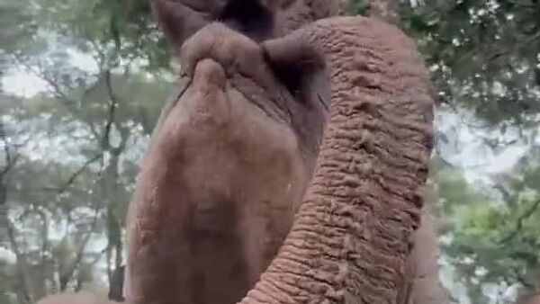 Morning Trunk Hugs & Shared Breakfast - Sputnik Africa