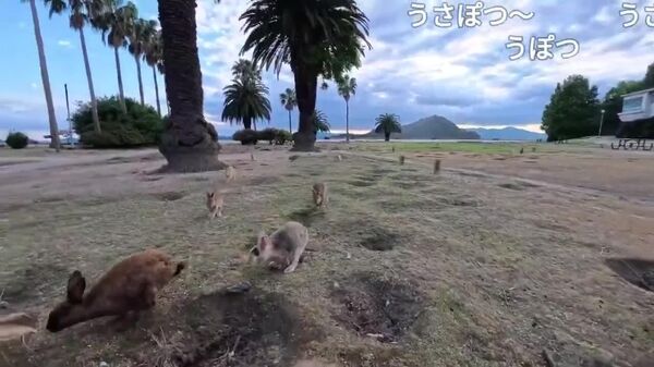 Surrounded by Softness: Warm Welcome on Rabbit Island in Japan - Sputnik Africa
