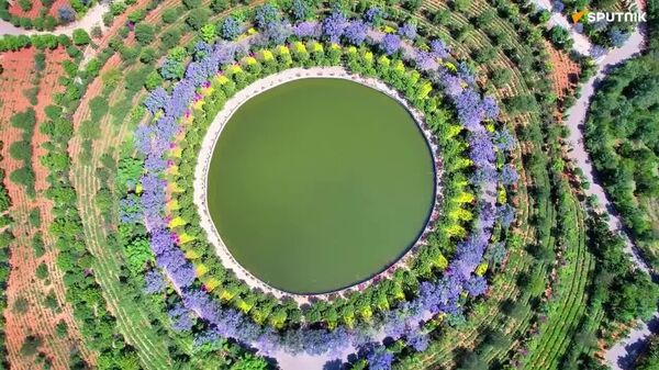 Purple Paradise: Blooming Jacarandas Transform China's Lake Into Spectacle of Color - Sputnik Africa