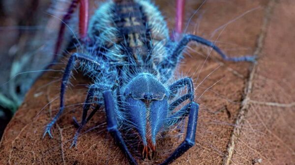 Hidden World Unveiled: Dozens of New Species (and a Glowing Spider!) Found in Angola - Sputnik Africa