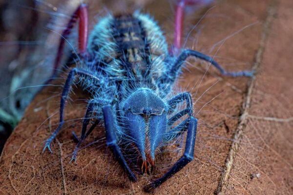 Des dizaines d'insectes potentiellement inconnus de la science découverts en Angola - la presse - Sputnik Afrique