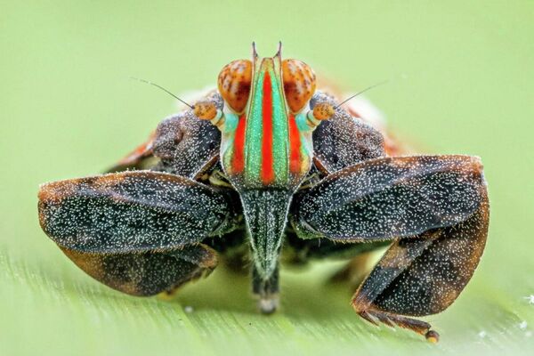 Des dizaines d'insectes potentiellement inconnus de la science découverts en Angola - la presse - Sputnik Afrique