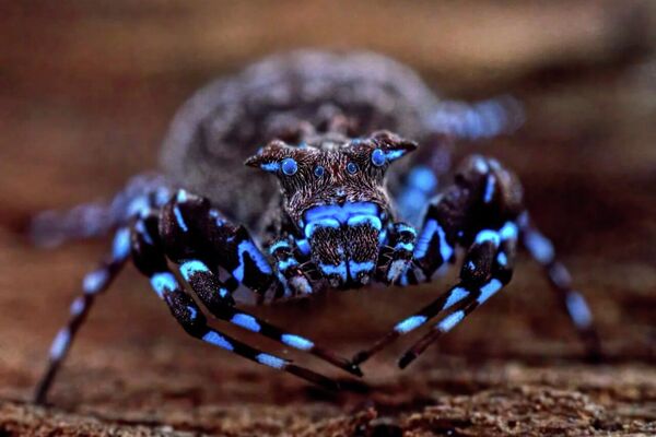 Des dizaines d'insectes potentiellement inconnus de la science découverts en Angola - la presse - Sputnik Afrique