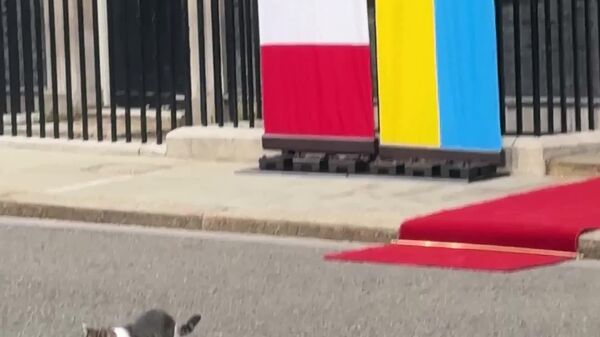 Larry le Chat a de nouveau quitté le 10, Downing Street, refusant de respirer le même air que Zelensky - Sputnik Afrique