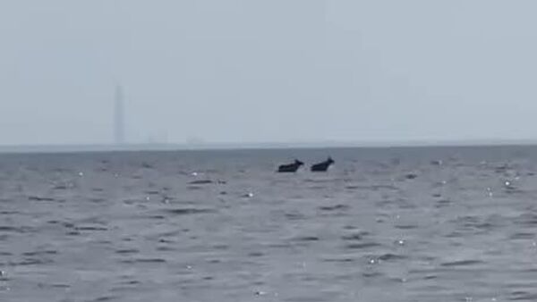 Hooves in Water: Moose Kick Off the Gulf of Finland Swimming Season - Sputnik Africa