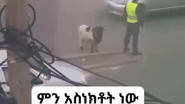 Ethiopian Traffic Cop Has an Unusual Partner—A Sheep That Follows Him Like a Dog - Sputnik Africa